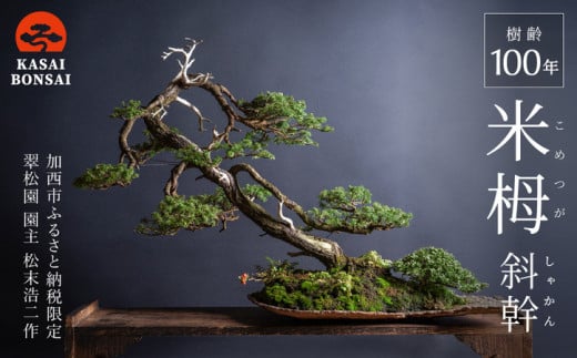 盆栽 翠松園 米栂 斜幹 樹齢100年