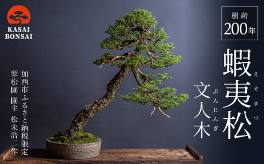 盆栽 翠松園 蝦夷松 文人木 樹齢200年
