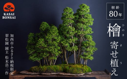 盆栽 翠松園 檜 寄せ植え 樹齢80年