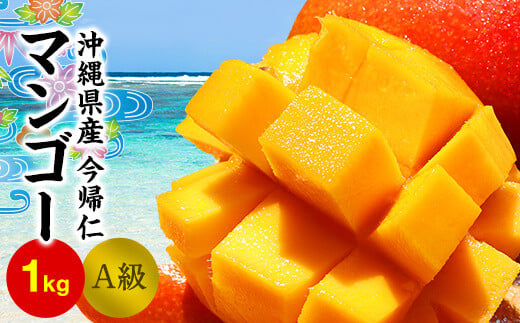 今帰仁マンゴーA級１kg以上【先行予約】【2025年7月～8月上旬頃発送】生産者直送