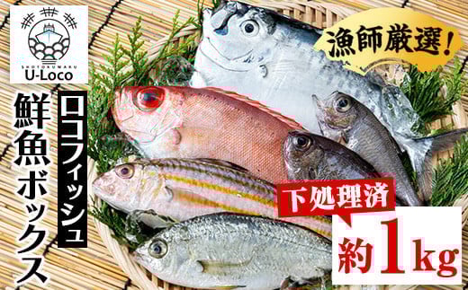 P78001 漁師厳選！ロコフィッシュ(地魚) 下処理済 鮮魚 ボックス(約1kg)地魚 魚 お魚 冷蔵 生もの 加工品 未利用魚 低利用魚 焼き魚 焼魚 刺し身 刺身 煮魚 届くまでのお楽しみ 鮮魚セット 鮮魚ボックス 鮮魚BOX【昌徳丸】