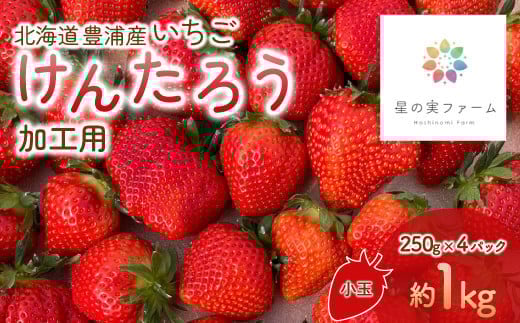 【2025.5月以降順次出荷】北海道 豊浦 いちご 加工用 小粒 けんたろう 250g×4パック1箱 約1kg 【 ふるさと納税 人気 おすすめ ランキング 果物 いちごイチゴ 苺 けんたろう パック おいしい 美味しい 農園直送 採れたて 新鮮 産直 苺 ストロベリー 
 北海道 豊浦町 送料無料 】 TYUW003