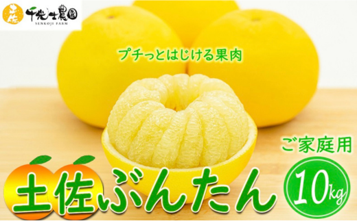 【R8年発送】31-08 千光士農園の土佐文旦 10kg（ご家庭用スレキズあり）  安芸市 訳あり 高知県産 柑橘 フルーツ ぶんたん ブンタン 果物 期間限定