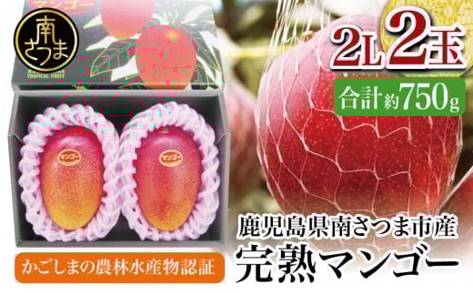 【鹿児島県産】 完熟マンゴー 2Lサイズ 2玉（化粧箱入り） ［数量・期間限定］ 国産 果物 フルーツ 旬 JAさつま日置 南さつま市