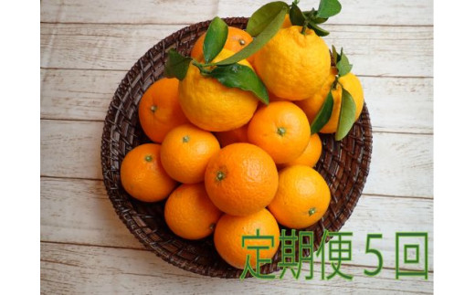 【定期便】自然塾 季節の柑橘詰合せ 5回定期便 みかん ミカン 温州みかん フルーツ 果物 くだもの 柑橘 不知火 せとか 果物定期便 フルーツ定期便 果物セット フルーツセット 甘い 濃厚 産地直送 数量限定 人気 国産 三重県 熊野市【szjk-tkb0004】