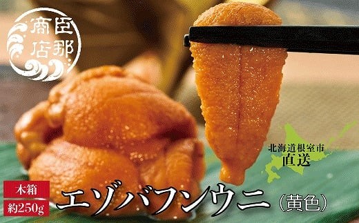 D-22001 エゾバフンウニ(黄色)約250g×1折