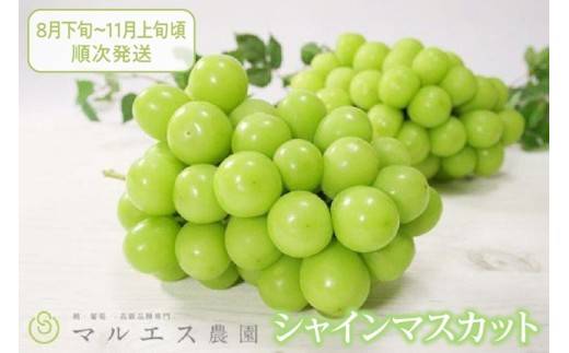 クール配送「マルエス農園」シャインマスカット2房～3房 合計1.5kg以上【2026年発送】（MS）B15-111 【シャインマスカット シャイン 葡萄 ぶどう ブドウ 令和8年発送 期間限定 シャインマスカット シャイン 山梨県産 甲州市 フルーツ 果物 シャインマスカット シャイン ぶどう 葡萄 ぶどう ブドウ】