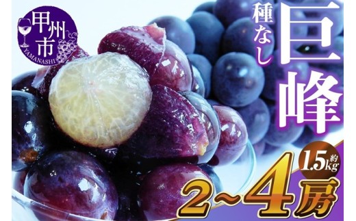 新鮮産直甲州市！種なし巨峰 約1.5kg 2～4房【2026年発送】（KSF）B12-461 【巨峰 葡萄 ぶどう ブドウ 令和8年発送 期間限定 山梨県産 甲州市 フルーツ 果物 巨峰 葡萄 ぶどう】
