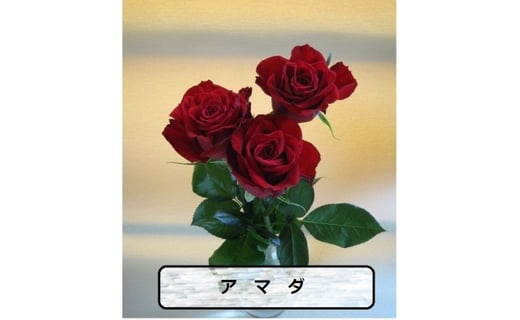 バラのブーケ 千葉県茂原市 ふるさと納税 ふるさとチョイス バラのブーケ 千葉県茂原市 ふるさと納税 ふるさとチョイス