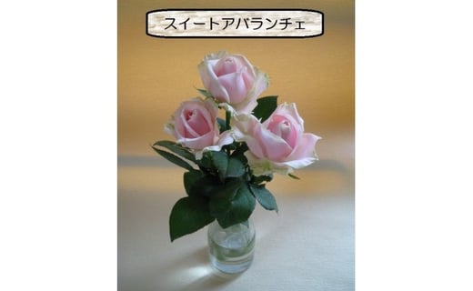 バラのブーケ 千葉県茂原市 ふるさと納税 ふるさとチョイス バラのブーケ 千葉県茂原市 ふるさと納税 ふるさとチョイス