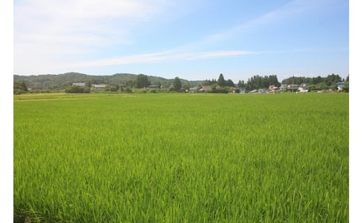 減農薬・減化学肥料の特別栽培米です。