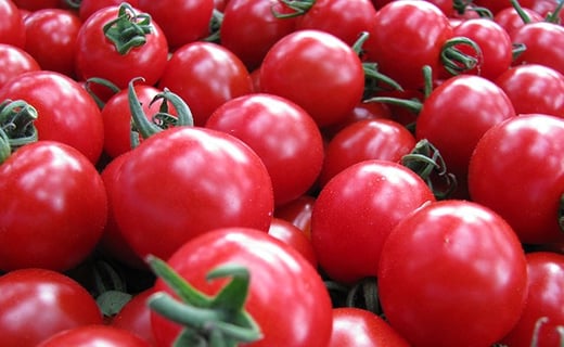 トマト 10kg キャロル10 【糖度9以上】北海道産 - 野菜