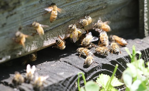 蜂たちがせっせと集めてきた蜂蜜を是非！