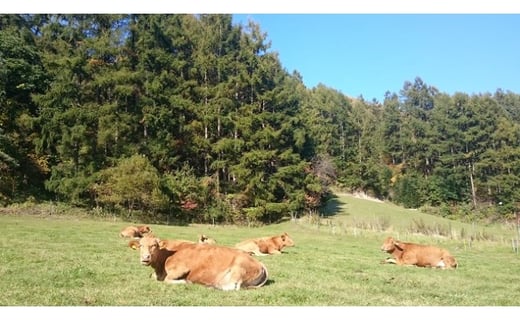 北海道の大自然でストレスフリーで育った牛！