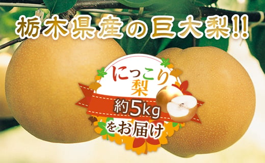 栃木県産の巨大梨!!　にっこり梨をたっぷり約5kgお届け!!