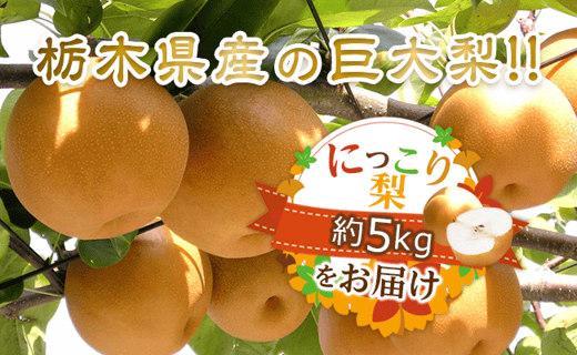 栃木県産の巨大梨!!　にっこり梨をたっぷり約5kgお届け!!