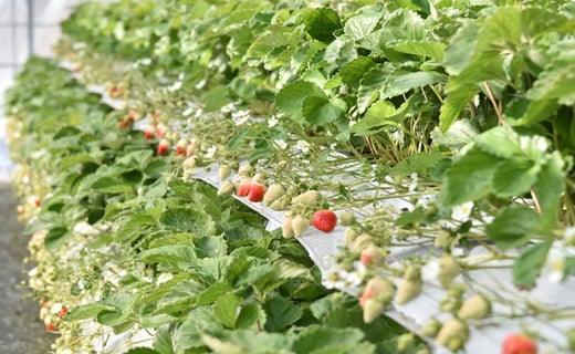 山本農園のいちご「ゆうべに」250g×4パック 苺 イチゴ