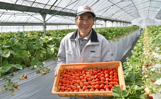 山本農園のいちご「ゆうべに」250g×4パック 苺 イチゴ