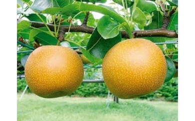 新甘泉【倉吉産】3kg(JA鳥取中央)