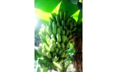 トカラ列島 三尺 島バナナ
