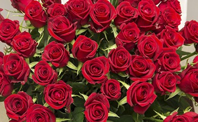 赤バラの花束 50本 いつまでもつづく 恒久の愛 神奈川県小田原市 ふるさと納税 ふるさとチョイス