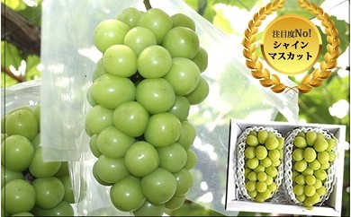 1306 数量限定!山梨産シャインマスカット2房