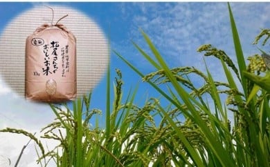 O-42 松尾さんちのおいしいお米（夢しずく）１０ｋｇ 393452 - 佐賀県太良町