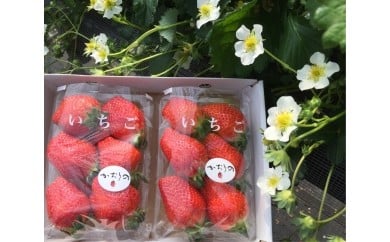 L-15  太良町産「かおりの」大粒2P　生産者直送！朝採り苺！ 491630 - 佐賀県太良町