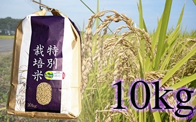 O-52 佐賀県産　特別栽培米　さがびより10kg 393542 - 佐賀県太良町