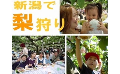 小杉農園の旬の梨狩り体験 60分食べ放題2人分(お土産付) FC016008 310081 - 新潟県燕市