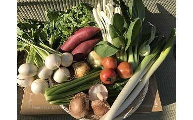 自然栽培野菜 10～12品目 野菜 詰合せ 503623 - 茨城県神栖市