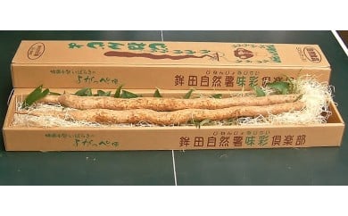 ミネラルたっぷり！粘り強い自然薯 1.5kg 味彩倶楽部 516362 - 茨城県鉾田市