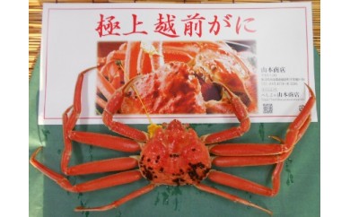 [№5892-0122]山ガニ(小　越前かに)　タグ付き　1杯