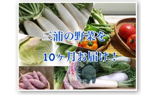 10-34【三浦野菜を10か月間毎月お届け！】季節のお野菜定期便（10回配送）