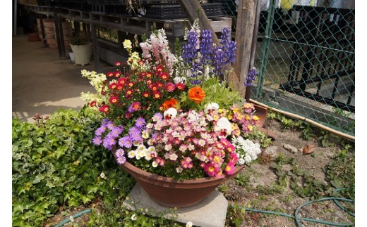 D 085 季節の花の寄せ植え 30 大阪府泉南市 ふるさと納税 ふるさとチョイス