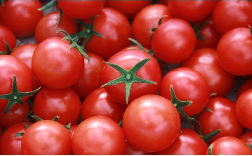 輝くように真っ赤なフルーツトマト