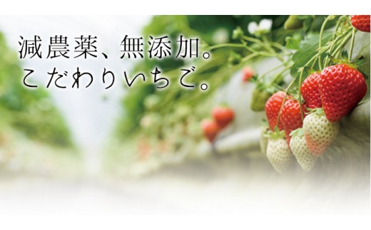 No 229 21年5月 6月末頃の発送予定 冷凍いちご 800g 4 計3 0g 安心安全の減農薬 アイスがわりに スムージーに ジャムに 片平観光農園 鹿児島県日置市 ふるさと納税 ふるさとチョイス