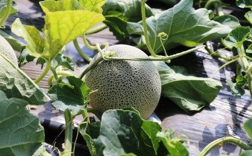 ほべつメロン 北海道むかわ町 ふるさと納税 ふるさとチョイス