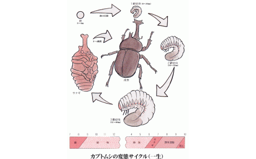 Tb0 8 カブトムシ幼虫観察セット 発送は21年5月以降です 福島県田村市 ふるさと納税 ふるさとチョイス