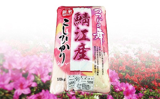 福井県鯖江産 つつじの舞 コシヒカリ10kg B 福井県鯖江市 ふるさと納税 ふるさとチョイス