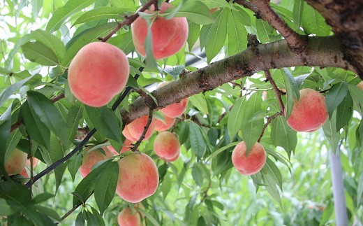 南関町の丘の上で安全で美味しい果物を作っている橋本果樹園の桃をふんだんに使用