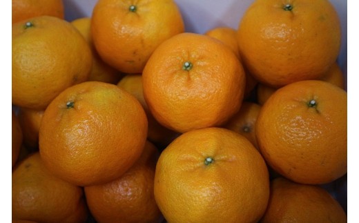 【訳あり】早川農園のぽんかん（10kg）デコポンの親 みかん 柑橘 フルーツ 先行予約【R00356】|早川農園