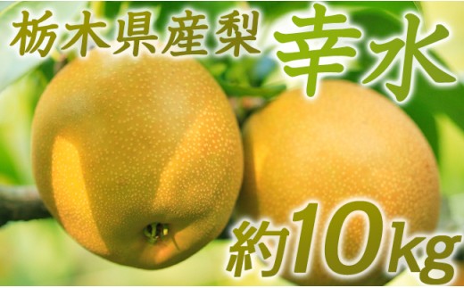 N02 梨 なし 幸水 10kg フルーツ 先行予約 2024年 8月 上旬頃 栃木県 582216 - 栃木県野木町