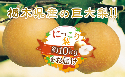 栃木県産の巨大梨!!　にっこり梨をたっぷり約10kgお届け!!