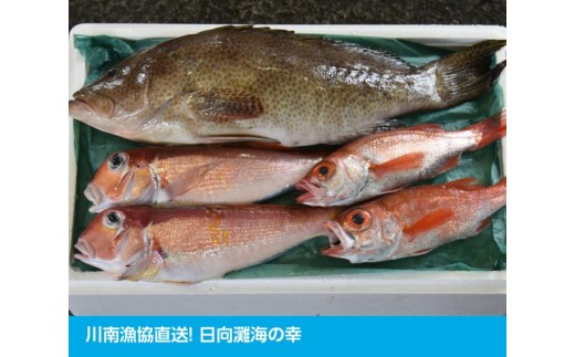 川谷水産 高級魚セットb 宮崎県川南町 ふるさと納税 ふるさとチョイス