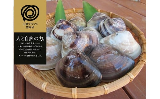 a_37　丸元水産　桑名産蛤(ハマグリ)0.9kg