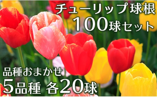 0227チューリップ球根100球 5品種各球 セット 新潟県胎内市 ふるさと納税 ふるさとチョイス