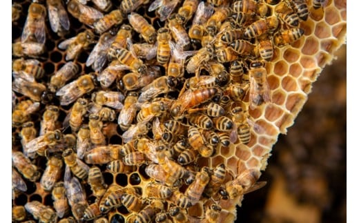 大自然で育つ蜜蜂