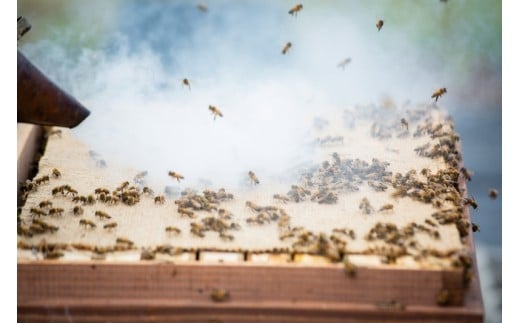大自然で育つ蜜蜂たちが、美味しいはちみつを集めています