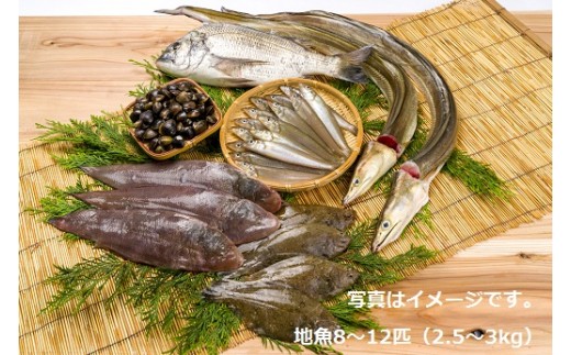 C1 107 獲れたら発送 地魚セット 高田魚市場 大分県豊後高田市 ふるさと納税 ふるさとチョイス